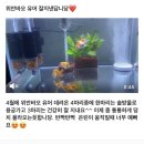 쿠키네물방 | 난주 금붕어 분양후기 :)