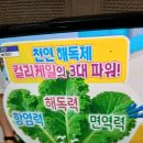 컬리케일 이미지