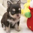 아담스펫강아지&가필드고양이 이미지