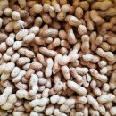 [타라의 성] 갓 수확한 땅콩/들깨/참깨/김장무/풋팥콩 판매(10.26~소진시)ㅡ참깨 매진입니다 이미지