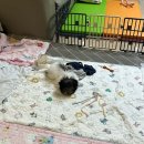 오독 강아지 안심분양센터 부산점 이미지