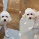 개님살롱 이미지