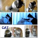 양이펀치 이미지