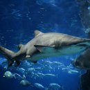 아쿠아리움 이미지