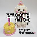 진해 강아지케이크 꾸움멍에서 경단이랑 똑같이 생긴 케이크 주문 제작 한 후기