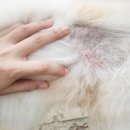 더조은동물병원 이미지