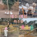 코끼리잠 | 제주 서쪽 가볼만한곳 화조원 애월 아이랑 동물체험