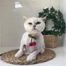 슈에뜨시앙 이미지