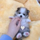 퍼스트독앤캣 이미지