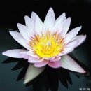 방림원 식물원 이미지