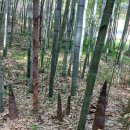 죽녹원마을 이미지