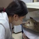 24시 라인동물의료센터 이미지