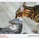 호방 이미지