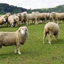 원그린목장 이미지