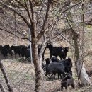 오백농장 이미지