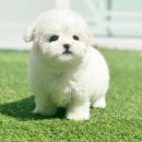 애니멀즈 강아지분양 고양이분양 천안점 이미지