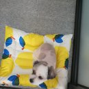 the 굿 dog 이미지