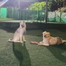 애견운동공원(하절기) 이미지