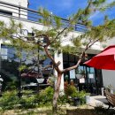 샌토스카페 이미지