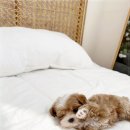 켄넬203 말티푸분양, 미니비숑분양 | 파주강아지분양 말티푸분양 직접 보고 온 느낌 솔직하게 남겨요