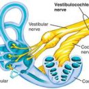 메디케어보청기 이미지
