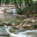 소나무숲아래 이미지