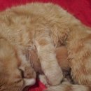 냥이멍이세상 이미지