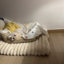 말티즈하우스 이미지