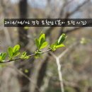 [열두번째 이야기]2014/04/06-경주 토함산 (봄이 오고 가던 시간) 이미지