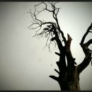 성심당구장 이미지