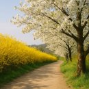 가시리 여의도점 | 🌸🌷🌿[2025 4월, 봄꽃 개화 시기 &amp; 축제 총정리] 봄꽃 여행 가고 싶다면 이 글 하나면 끝! 🌸🌷🌿