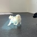 퍼피쿼터스 이미지