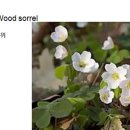 366 나무 밤색, Wood sorrel 이미지