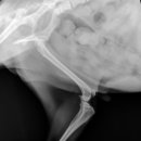 해운대조은동물병원 이미지