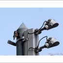 터줏대감 이미지