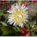 하얀민들레 이미지