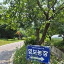 영보농장 이미지