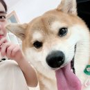 행복만줄개 이미지