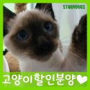도도애견샵 이미지