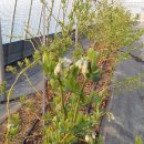 개화농장 이미지