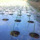 늘밭농장 이미지