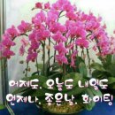 고향야채