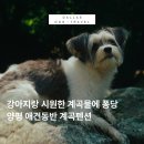 어비 포레스트 네이버블로그