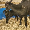 염소마당 이미지