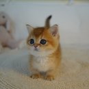 아미김밥 | 용인고양이분양 믿고 선택한 펫아미 용인점