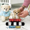 팔룡동144 | 창원 팔룡동 강아지분양 ✌초특급✌미니사이즈❣유앤미펫 김해점