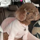 내산 화천주차장 | 강원도 화천 애견 동반 식당 제이쿠치나 내 돈 내산 방문기!