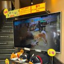 견바라기 | 유후인 시바견 카페 마메시바 후기 입장료 이용방법