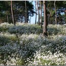 옥정호구절초테마공원 이미지