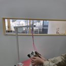 이소퍼피 강아지 남양주점 | 다산동 애견미용 원데이 클래스 후기｜노견 셀프미용 배우고 온 위 퍼피